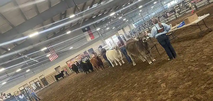 livestock-being-handled-in-an-arena-at-a-cattlelac-elite-livestock-event