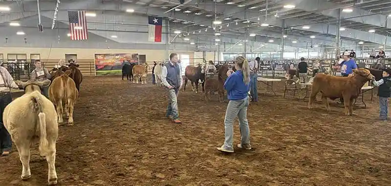 handlers-presenting-livestock-in-an-arena-at-a-cattlelac-elite-livestock-event